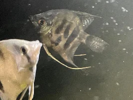 Angelfish all swimming at the top, need help