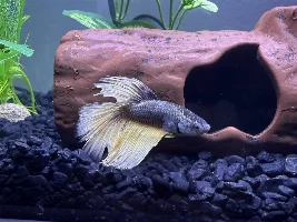 Betta Fins Torn or Natural Shape?