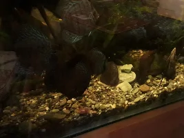 Discus Rediscovered