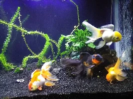 Has anyone here had a fish survive dropsy?