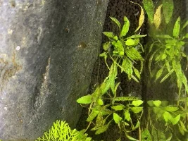 ADA 60F low tech