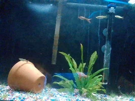 My 29 gallon Community aquarium