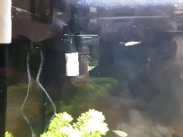 Galaxy Rasbora swimming  oddly