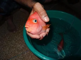 Parrot Fish Eye Bloated