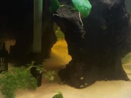 65L Aquarium Journal