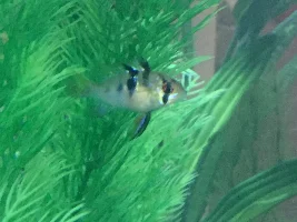 Male or female blue rams?!