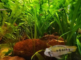 VOTE NOW: November 2025 Tank of the Month Contest (31 US gallons and larger)