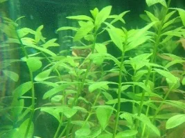 First Ever Algae Post