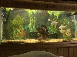 any more discussion on  the smallest proper sized shoal for Angel Fish??? or the smallest aquarium you should be allowed to keep angel fish in