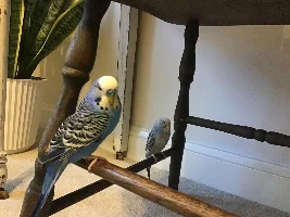 Introducing Wink’s new parakeet friend! Name suggestions?
