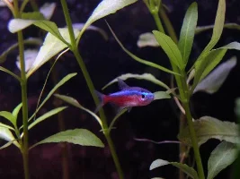 My fish.