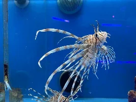 Some neat fish at my LFS