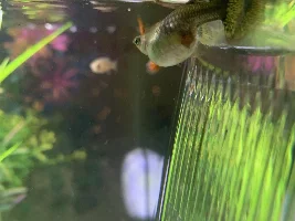 Yes…I am asking the most common guppy question