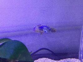 Yo what’s good? I got 8 zebra danios, 3 gold skirt tetras, a betta, and a goldfish. Newbie member.