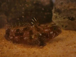 Antarctic Marine Aquarium