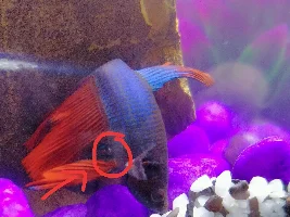 What type of Betta are these ?