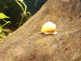 Mystery snail questions