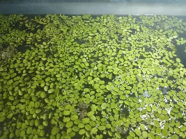 My Asian swamp aquarium!