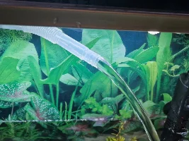 4 different fish found dead, not sure whats killing them ??