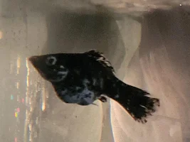 Molly about to give birth