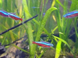 Are these neon or cardinal tetras ?