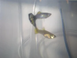 10 gal