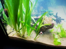 QT tank that may become a new set up! 22g