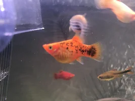 Hi I am new to this can anyone help and tell me if my fish is having babies?