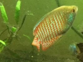 VOTE NOW...August 2020 Fish of the Month Contest (Gourami)