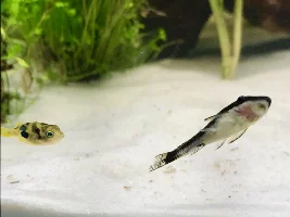 Planted Pea Puffer Savannah