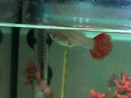 Guppy Pandemic PLEASE HELP