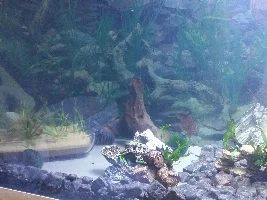 Cannister filter into under-gravel filter?