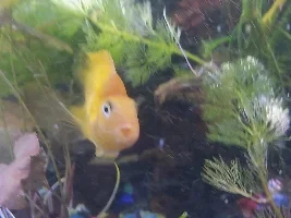 Journal of my juvenile blood parrot? Cinders and our bonding