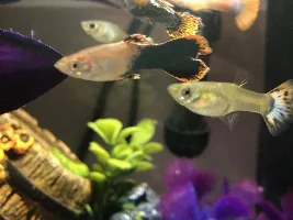 HELP! Fish advice ASAP!
