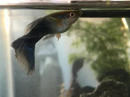 Is my guppy pregnant ?