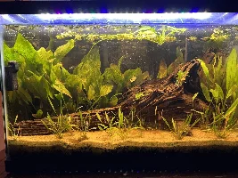 20g Community Aquarium