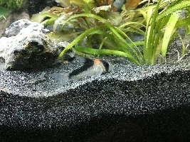 New tank, need substrate ideas.