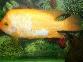 My Gallery of fish + Tanks