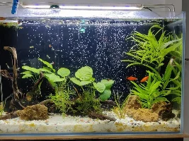 Weird acting Swordtail