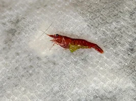 Ellobiopsidae - What to do?