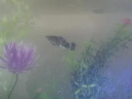 First Miollies
