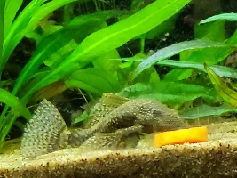 Carrots are delicious...