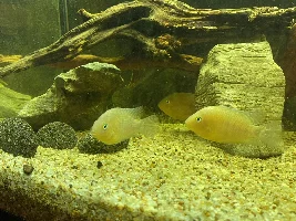 Blue eye cichlids and bristlenose