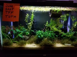 VOTE NOW: June 2025 Tank of the Month Contest (16 US gallons and smaller)