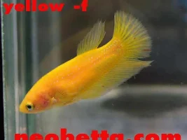 Pictures of my bettas.
