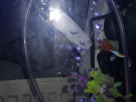 HELP flashing guppies in cycling 5g fish tank