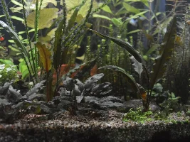 90L Dirted Planted Tank