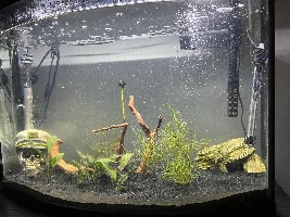 Much needed tank re-scape