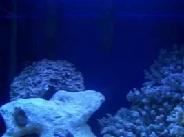 Diary Of Slowswims 14.5 Imp Gallon Nano