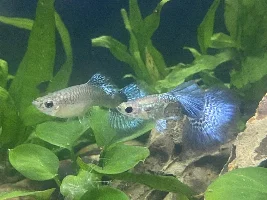 Sudden shrimp death?